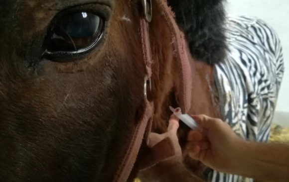 Početak priče o Sokolu