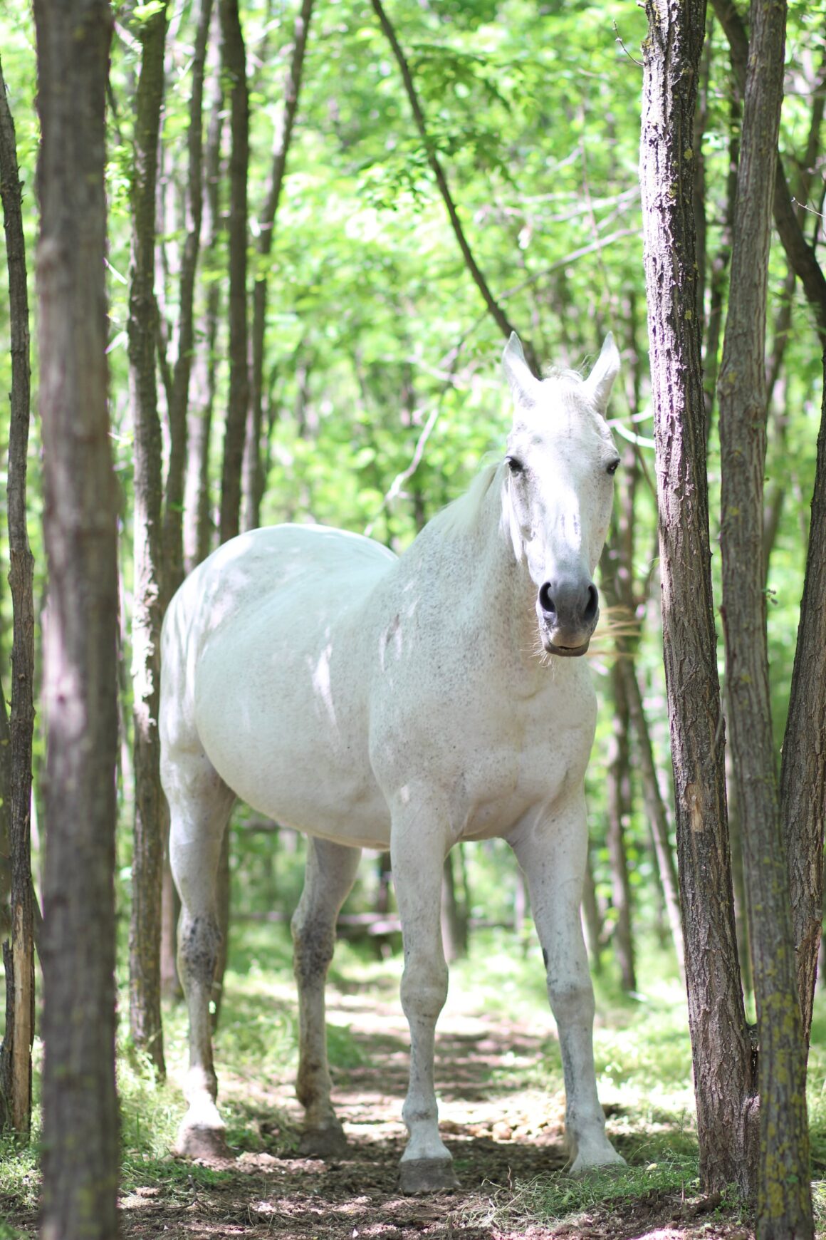 My Ridle – bela kobila iz bajke