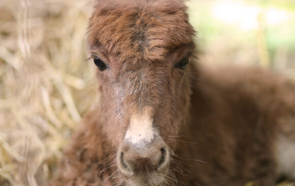 „Ko u čuda veruje taj čuda i stvara“