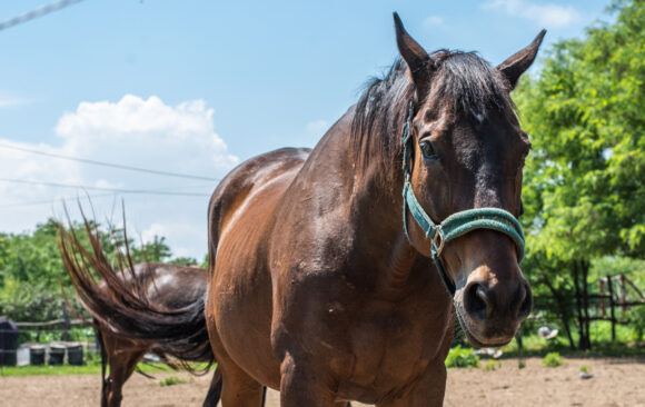 Veličanstveni Aramis u potrazi za domom!
