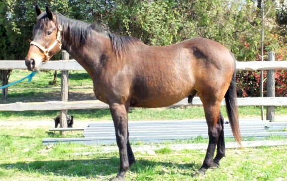 Veličanstveni Aramis u potrazi za domom!