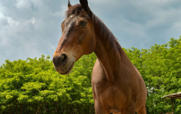 Veličanstveni Aramis u potrazi za domom!