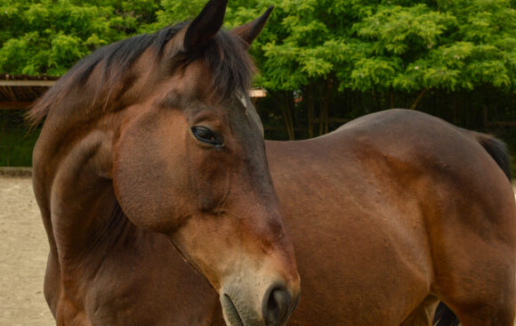 Veličanstveni Aramis u potrazi za domom!