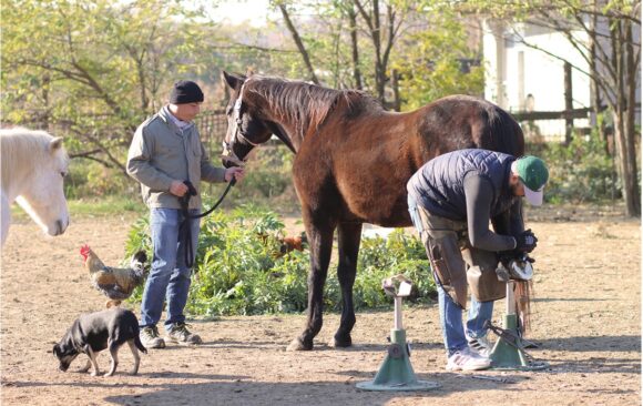 Veličanstveni Aramis u potrazi za domom!